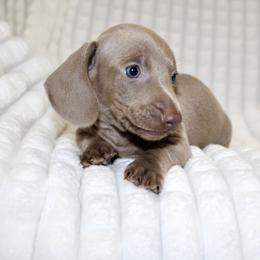 Cletus - Fawn (Isabella) male Dachshund puppy in Fairfax, Iowa from Grayson’s Lovable Dachshunds