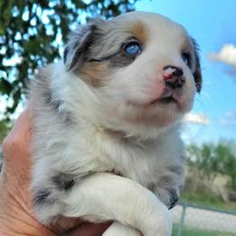 Blossom - Blue merle female Miniature Australian Shepherd puppy in Crowell, Texas from Ardent Aussie Acres