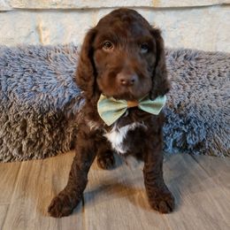 Labradoodle Puppies from TLC Labradoodles