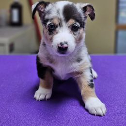 American Corgi and Pembroke Welsh Corgi Puppies from Koko's Kennels