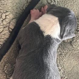 Girl 1 - White and blue female Italian Greyhound puppy in Brooksville, Florida from Fisher Link