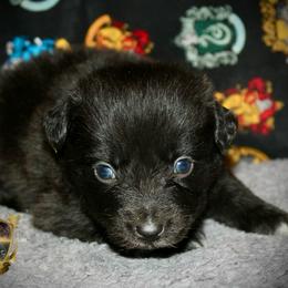 Glenda - Black & white female Australian Shepherd puppy in El Dorado Springs, Missouri from HP Aussie Kennels