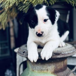 Trix x Latch - Male 1 - Black and white - Black and white male Border Collie puppy in Minden, Iowa from Rocking N Registered Border Collies & Labradors