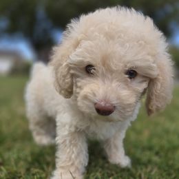 Poodle Puppies from Caboodles Of Poodles