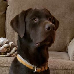Baxter - Labrador Retriever