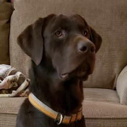 Baxter - Labrador Retriever