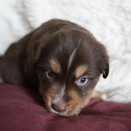 Miniature Australian Shepherd Puppies from Moss Hill Aussies