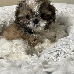 Shih Tzu Puppies from Joseph Franke