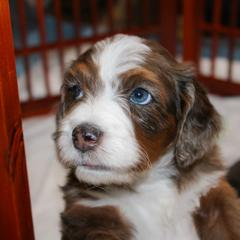 Australian Mountain Doodle, Australian Shepherd, Bernedoodle, Labradoodle, and Poodle Puppies from Island View Poodles & Doodles