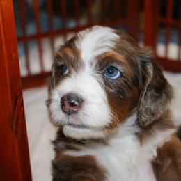 Australian Mountain Doodle, Australian Shepherd, Bernedoodle, Labradoodle, and Poodle Puppies from Island View Poodles & Doodles