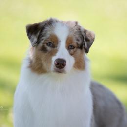 Snooze - Australian Shepherd