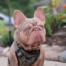 Hank Da Tank - French Bulldog