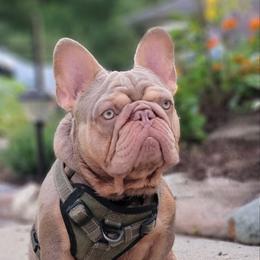 Hank Da Tank - French Bulldog