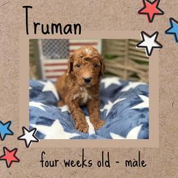Truman - Red  male Goldendoodle puppy in Zeeland, Michigan from Dandelion Lane Doodles