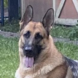 Jewel - German Shepherd