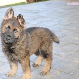 German Shepherd Puppies from Smoky Hill Shepherds