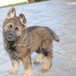 German Shepherd Puppies from Smoky Hill Shepherds