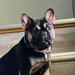 Parkerie - French Bulldog