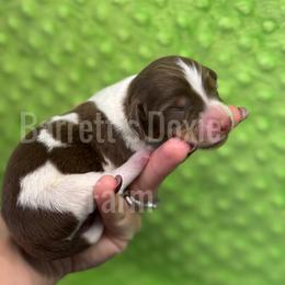 Comet - Piebald male Dachshund puppy in Oklahoma City, Oklahoma from Barrett’s Doxie Farm