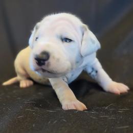 Girl 1 - female Dalmatian puppy in Spring Branch, Texas from D'vine Dalmatians