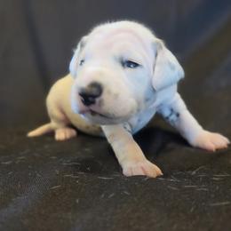 Girl 1 - female Dalmatian puppy in Spring Branch, Texas from D'vine Dalmatians