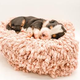Clover - Black rust and white female Bernese Mountain Dog puppy in Hudson, Indiana from TurkeyCreek-K9