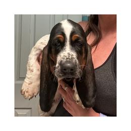 Basset Hound Puppies from Jen's Bassets