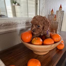 Ms Purple - Red female Cavapoo puppy in Nampa,, Idaho from Clig Doodle Days