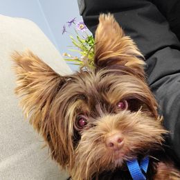Brownie - Yorkshire Terrier