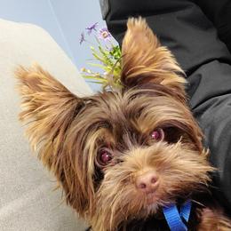 Brownie - Yorkshire Terrier