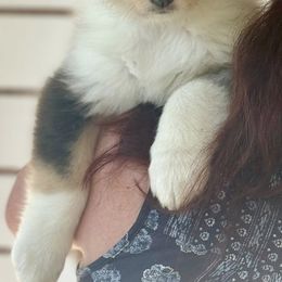 Collie Puppies from Fianna Collies