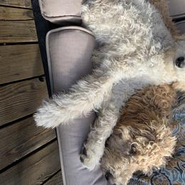 Goldendoodle Puppies from High Desert Goldendoodles