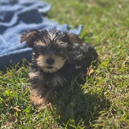 Gucci - Black and gold female Yorkshire Terrier puppy in Diamondhead, Mississippi from Jazzy Puppy Palace