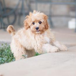Sage - Red female Cavapoo puppy in Springtown, Texas from North Texas Puppies
