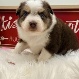 Palmer - Red tri male Toy Australian Shepherd puppy in Blacksburg, South Carolina from Blue’s Family Aussies