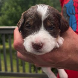 Girl 4 - Liver white and tan female Springerdoodle puppy in Sterling, Michigan from Springerdoodles In MI