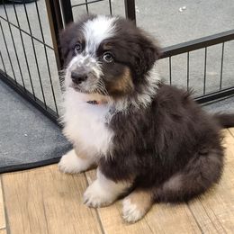 Australian Shepherd Puppies from Whitfarm Aussies