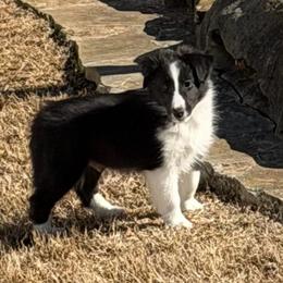 Bi Black Male 1 - Black and white male Shetland Sheepdog puppy in Tuscumbia, Alabama from Agee's World of Shelties