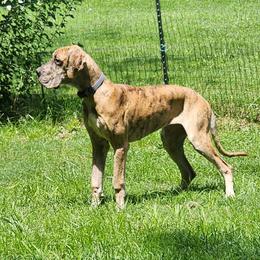 Zenilla - Great Dane