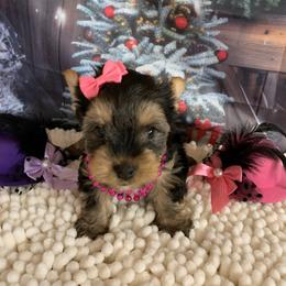 Girl pink 1500 - Black and tan female Yorkshire Terrier puppy in Douglas, Georgia from Southern Georgia Yorkies and biewers