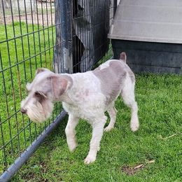 Cooper - Miniature Schnauzer