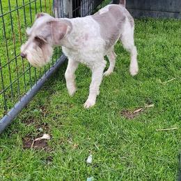 Cooper - Miniature Schnauzer