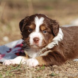 Miniature Australian Shepherd Puppies from Another Day Kennel at Cassel Ranch