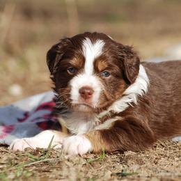 Miniature Australian Shepherd Puppies from Another Day Kennel at Cassel Ranch