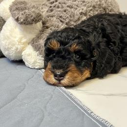 Dorthy - Phantom female Goldendoodle puppy in Columbus, Montana from Comfort Doodle