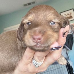 Clark Griswold - Chocolate and cream male Dachshund puppy in Perris, California from The Dach House