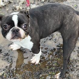 Barnetts Delightful Darling - Brindle and white female Boston Terrier puppy in Yakima, Washington from Barnett’s AKC Boston Terriers