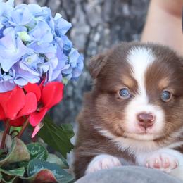 RTM - Spur - Red tri male Miniature Australian Shepherd puppy in Goliad, Texas from Sassy Lil Aussies and Diamond W Poodles