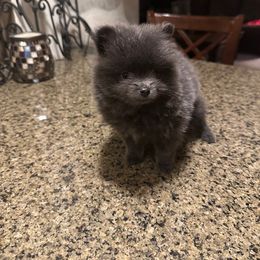 Blue Bell - Blue female Pomeranian puppy in Plano, Texas from Madison Park Poms
