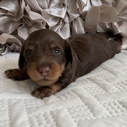 Dachshund Puppies from MyGaDachs